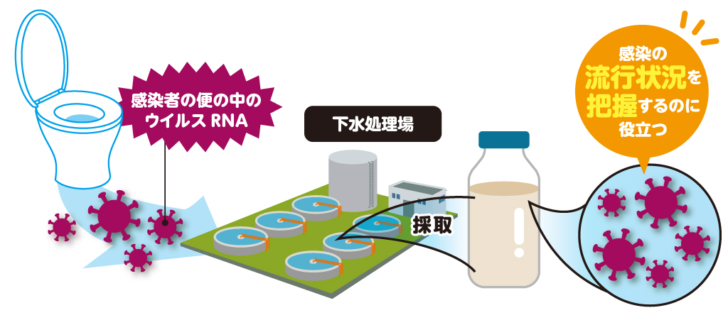 新型コロナウイルス研究part 下水を利用して感染実態を解き明かせ