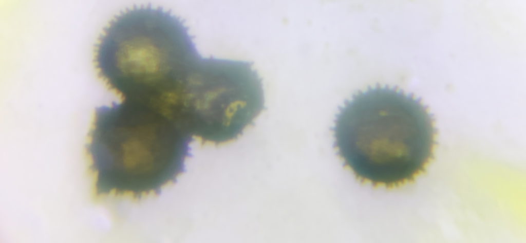 スマホで観察できる顕微鏡キットで花粉を観察してみた コカネット