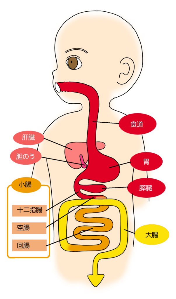 連載《人体MAPS》 第3話「胃と腸」│コカネット