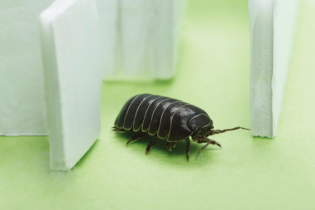 夏休み自由研究スペシャル 子供の科学がテーマ探しをお助け 実験 工作 観察 プログラミング