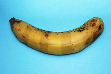 紫外線の正体をあばく バナナで実験 自由研究スペシャル コカネット
