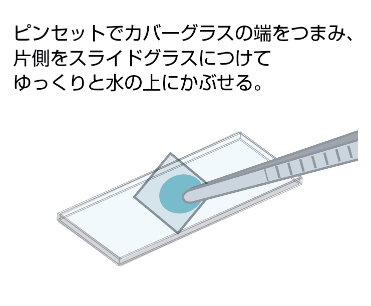 もうすでにキミの家のどこかにいるぞ 微生物と友達になろう 自由研究スペシャル コカネット