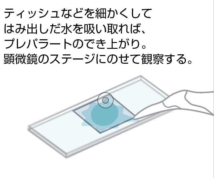 もうすでにキミの家のどこかにいるぞ 微生物と友達になろう 自由研究スペシャル コカネット