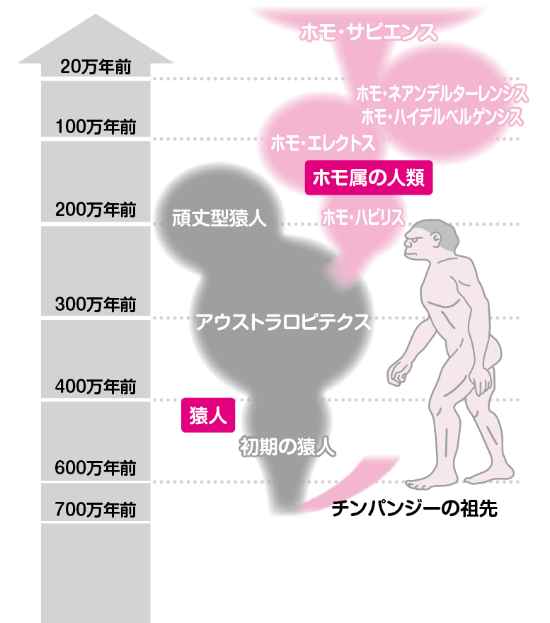 なぜ人間はこのように進化したのですか？│コカネット