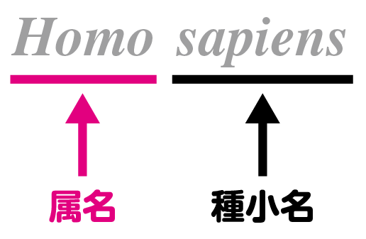 どうして学名はラテン語なの？│コカネット