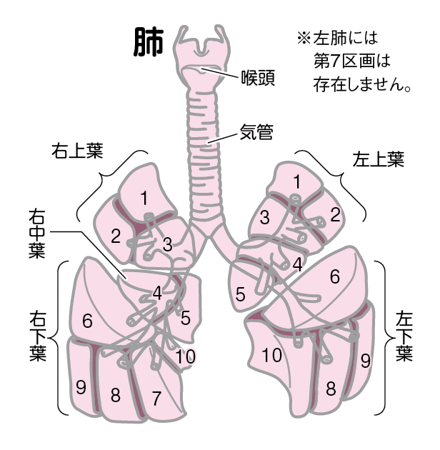 なぜ肺や腎臓は2つあるの？│コカネット